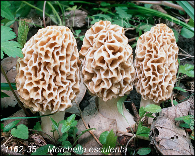 Morchella esculenta