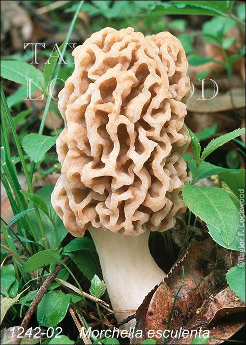 Morchella esculenta