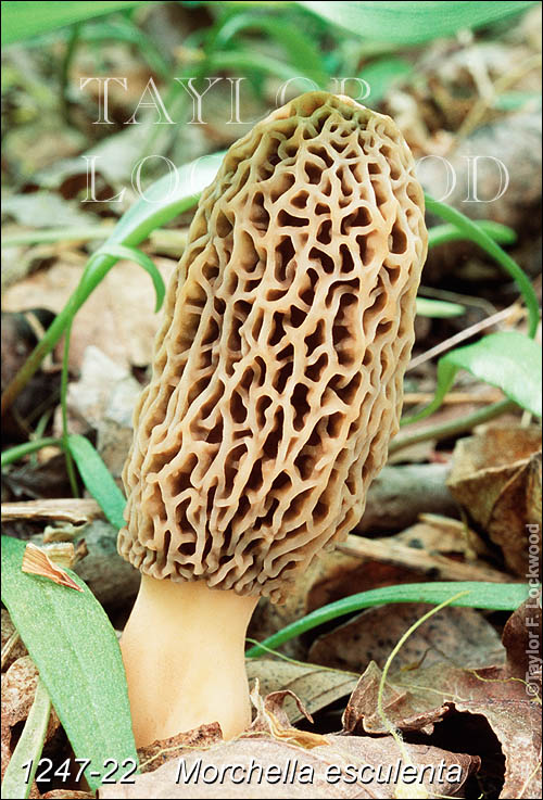 Morchella esculenta