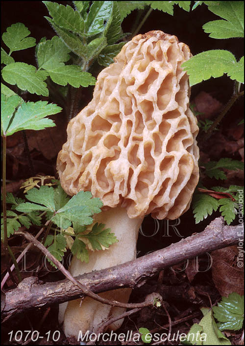 Morchella esculenta