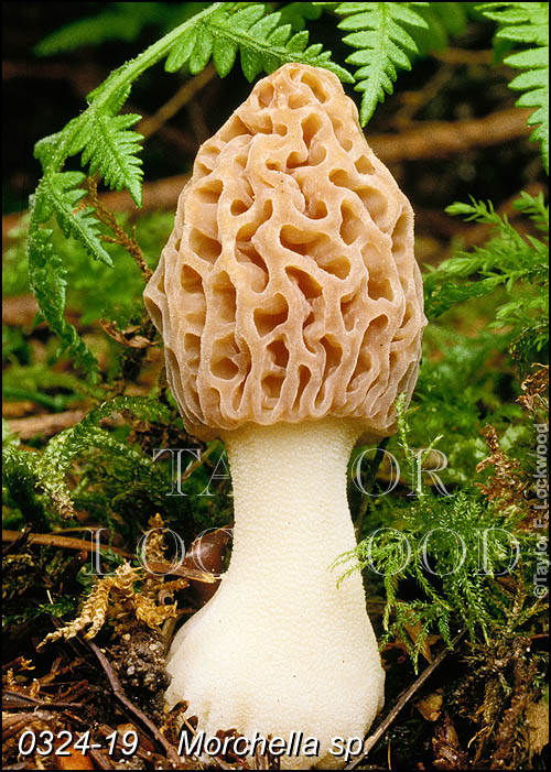 Morchella sp.