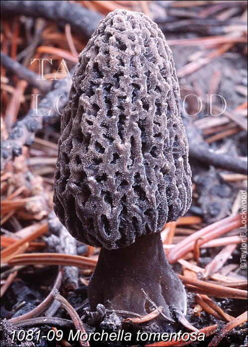 Morchella tomentosa