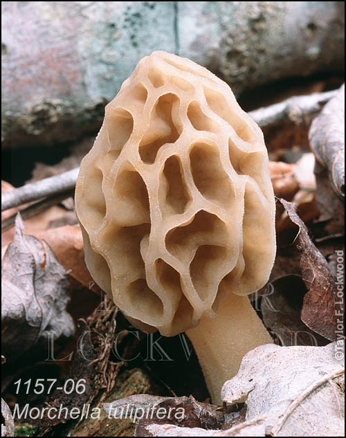 Morchella tulipifera