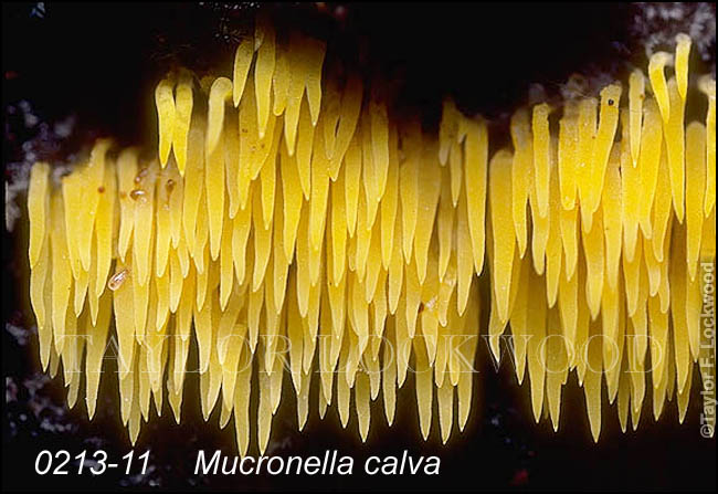 Mucronella calva