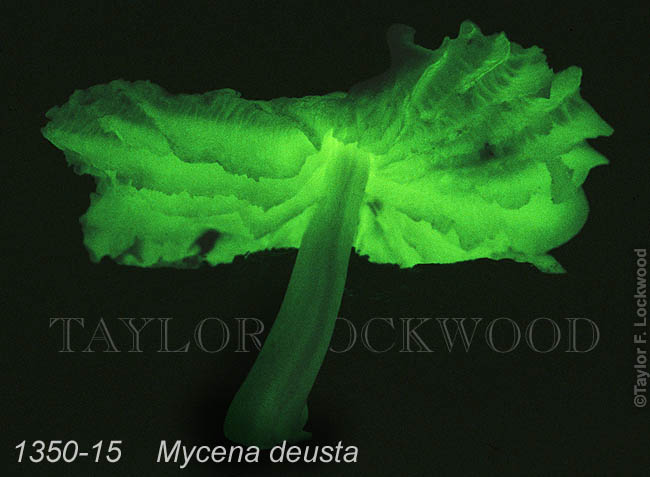 Mycena deusta