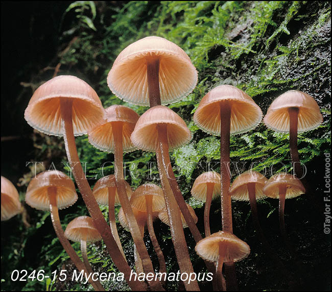 Mycena haematopus