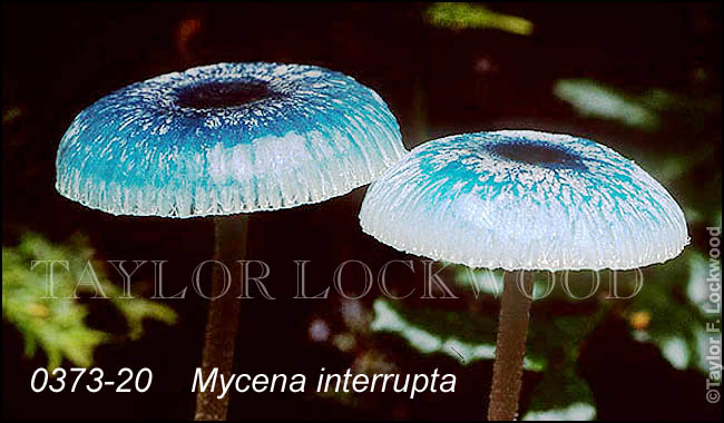 Mycena interrupta