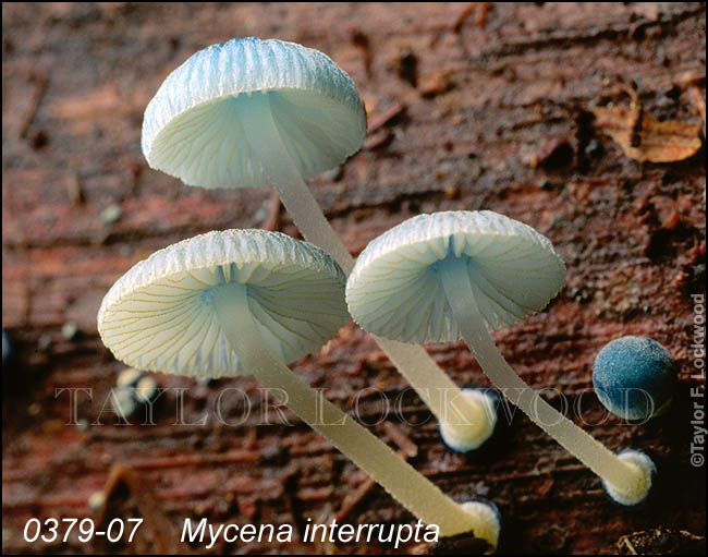 Mycena interrupta