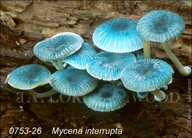 Mycena interrupta