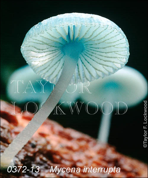 Mycena interrupta