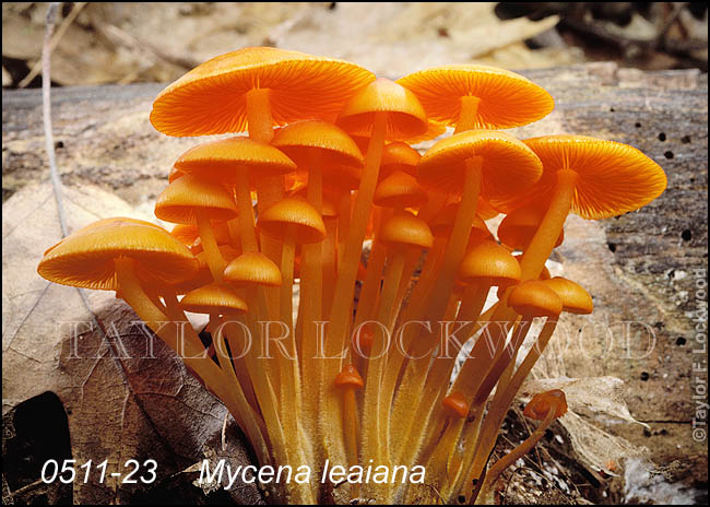 Mycena leaiana