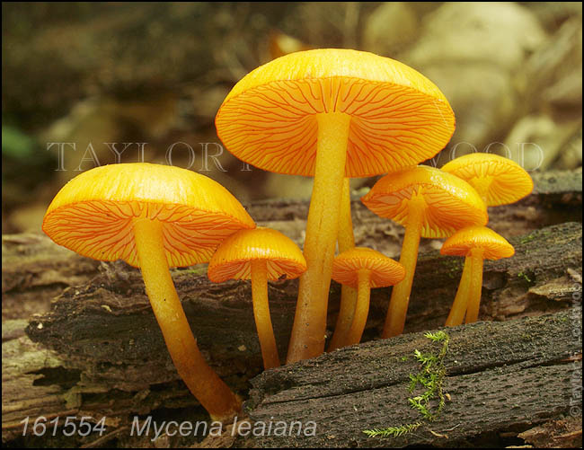 Mycena leaiana