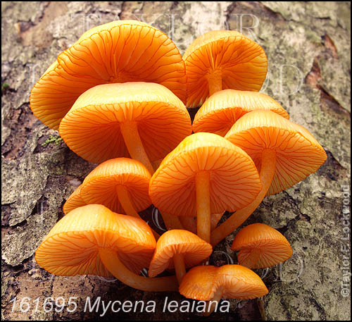 Mycena leaiana