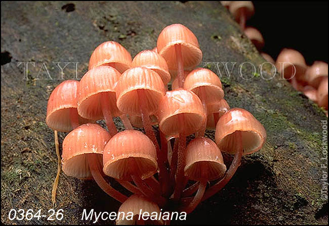 Mycena leaiana