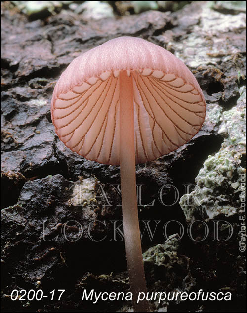 Mycena purpureofusca