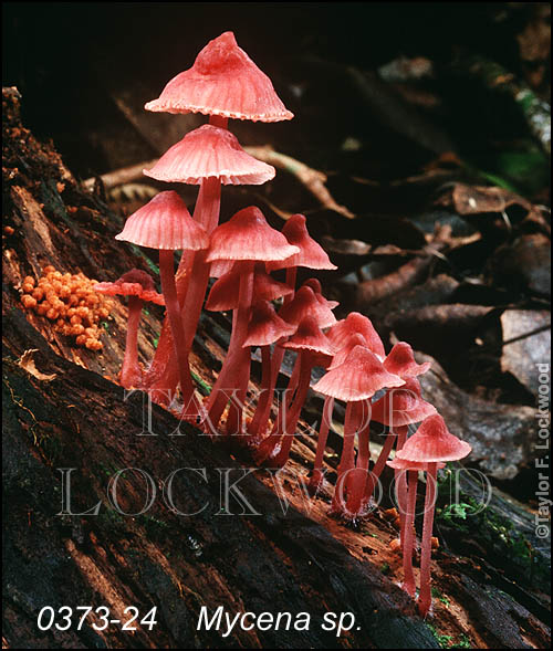 Mycena sp.