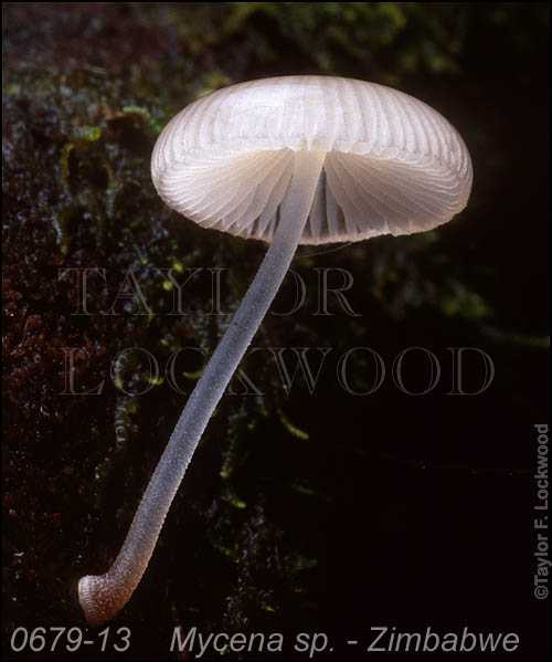 Mycena sp. - Zimbabwe