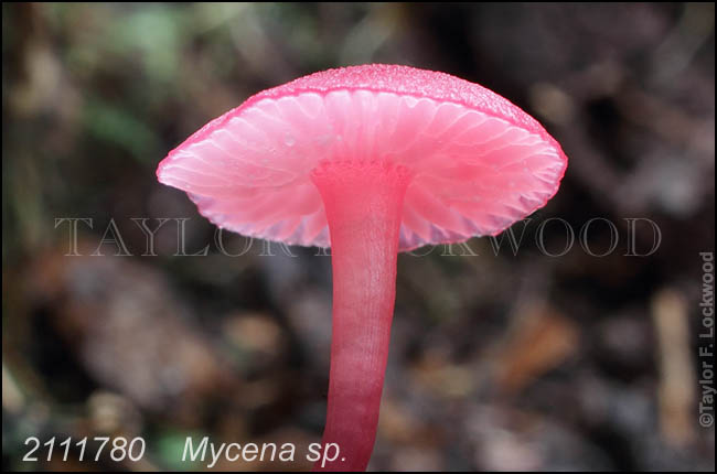 Mycena sp.