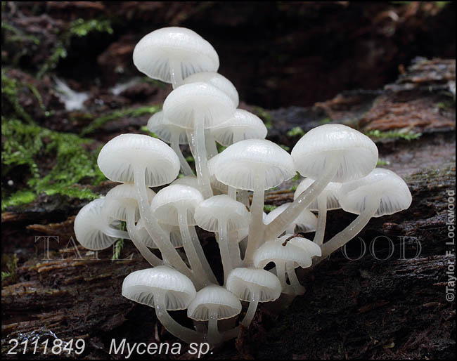 Mycena sp.