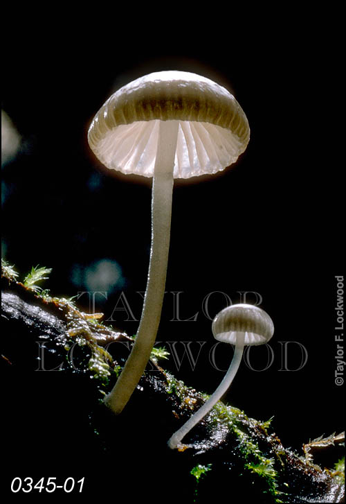 Mycena sp.