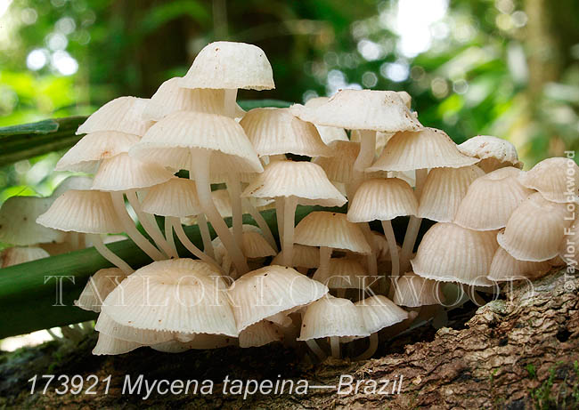 Mycena tapeina - Brazil