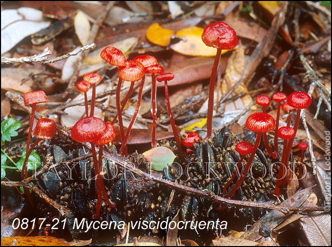 Mycena viscidocruenta