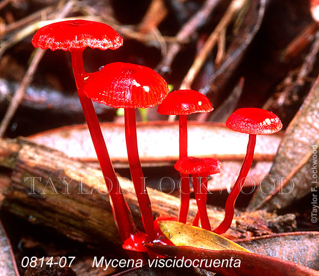 Mycena viscidocruenta