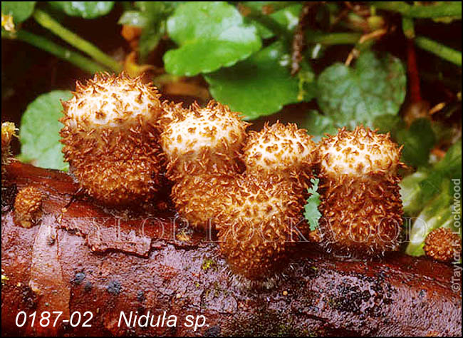 Nidula sp.