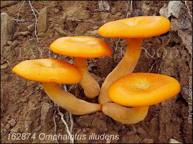 Omphalotus illudens