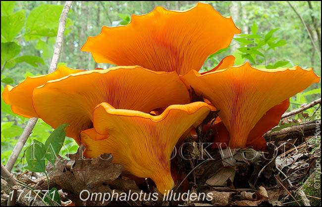 Omphalotus illudens