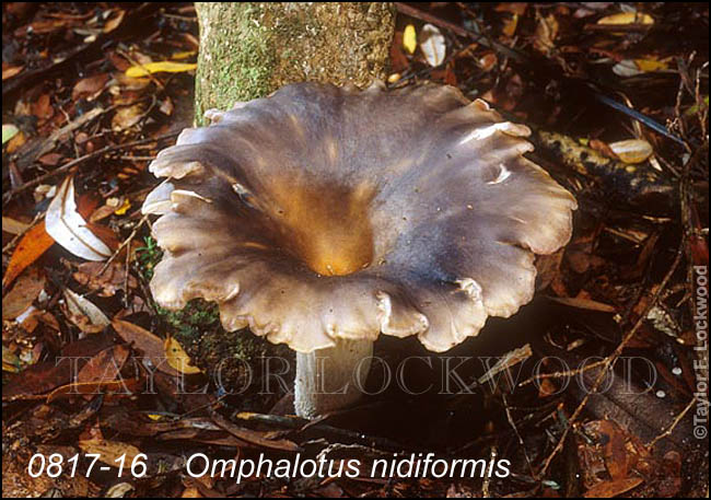 Omphalotus nidiformis