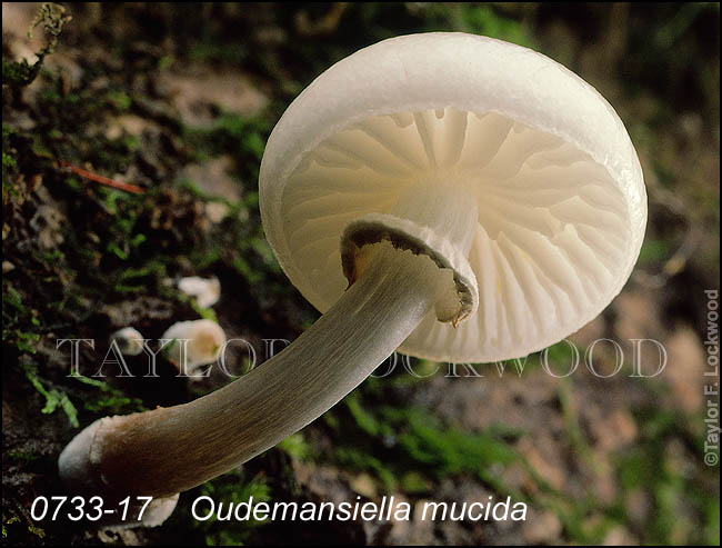 Oudemansiella mucida