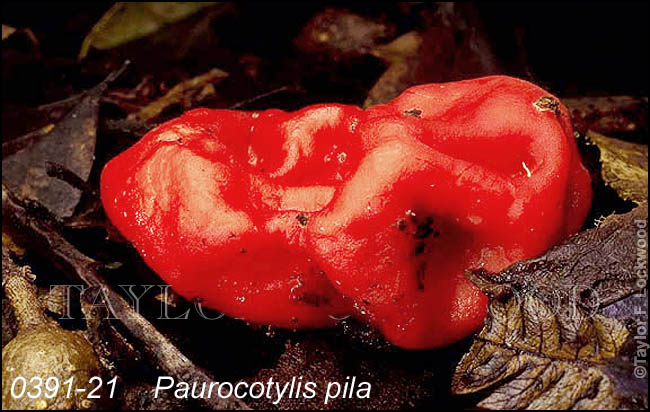 Paurocotylis pila