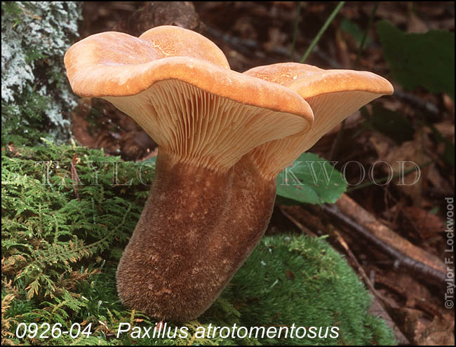 Paxillus atrotomentosus