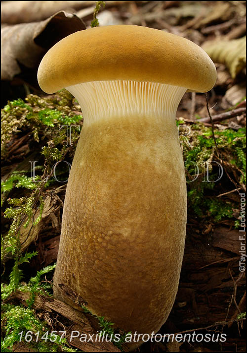 Paxillus atrotomentosus