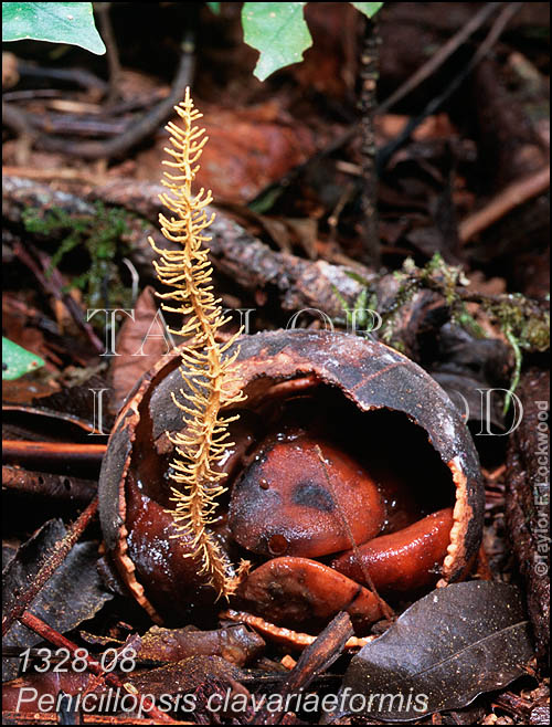 Penicillopsis clavariaeformis