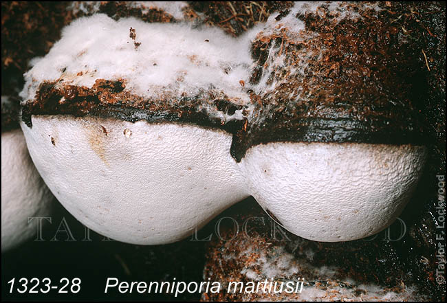 Perenniporia martiusii