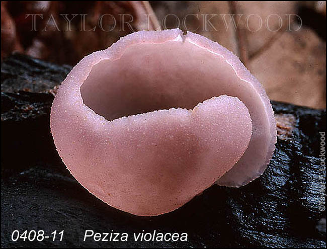 Peziza violacea