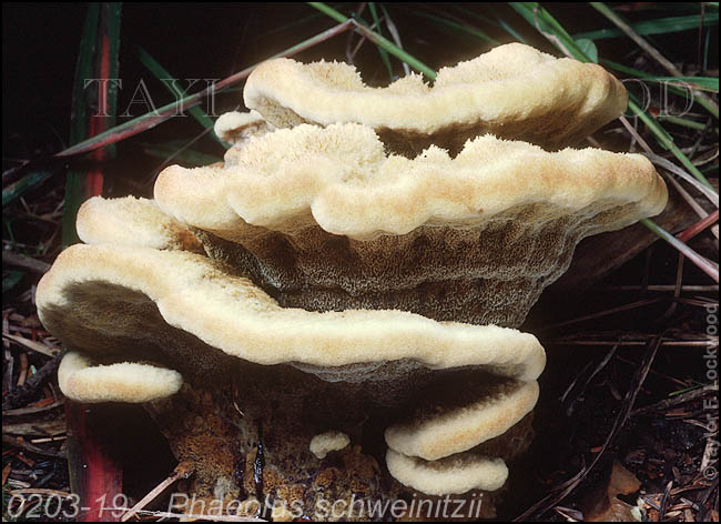 Phaeolus schweinitzii