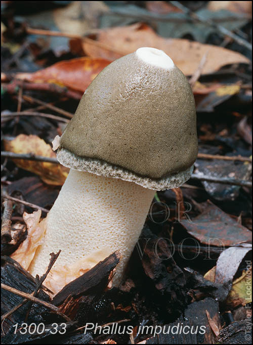 Phallus impudicus