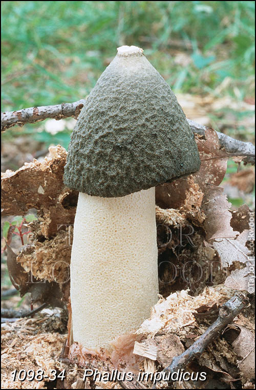 Phallus impudicus