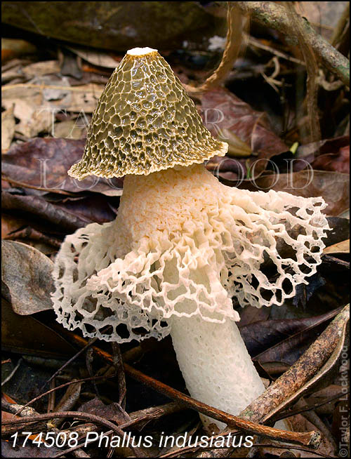 Phallus indusiatus