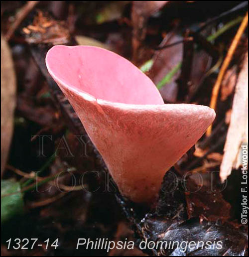 Phillipsia domingensis