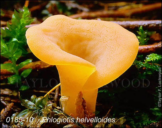 Phlogiotis helvelloides