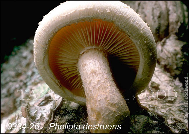 Pholiota destruens