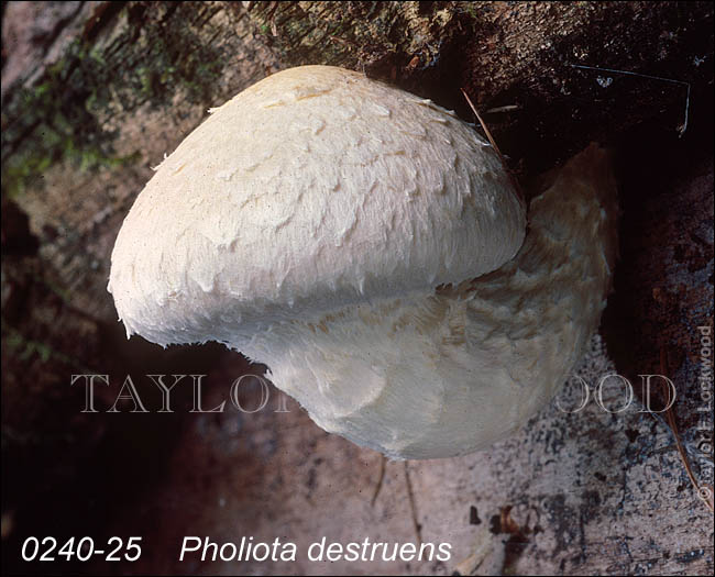 Pholiota destruens