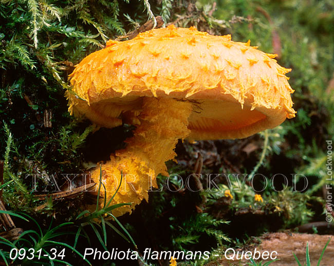 Pholiota flammans - Quebec