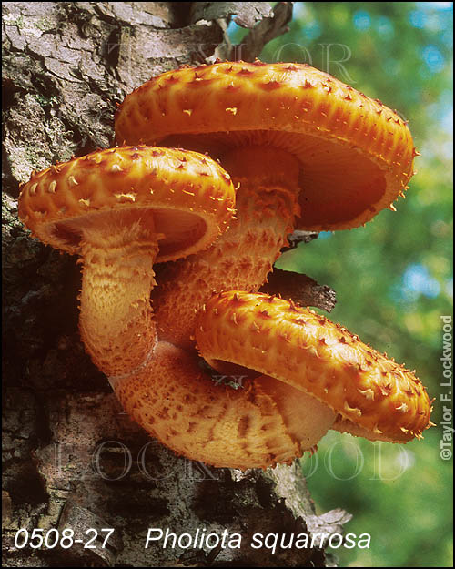 Pholiota squarrosa