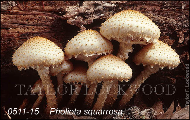 Pholiota squarrosa