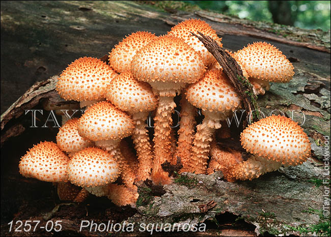 Pholiota squarrosa